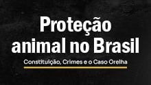 Proteção animal no Brasil: Constituição, Crimes e o Caso Orelha