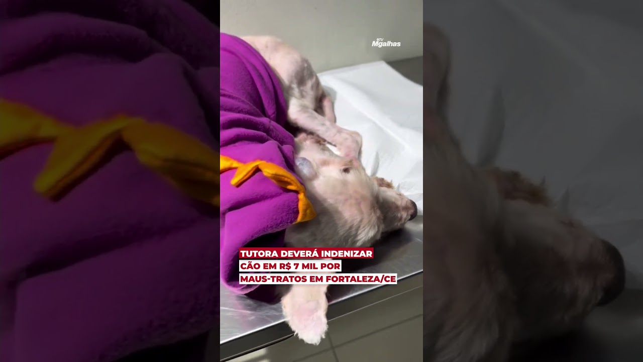 Resgatado com 3 kg de pelos, cão Scooby será indenizado por ex-tutora