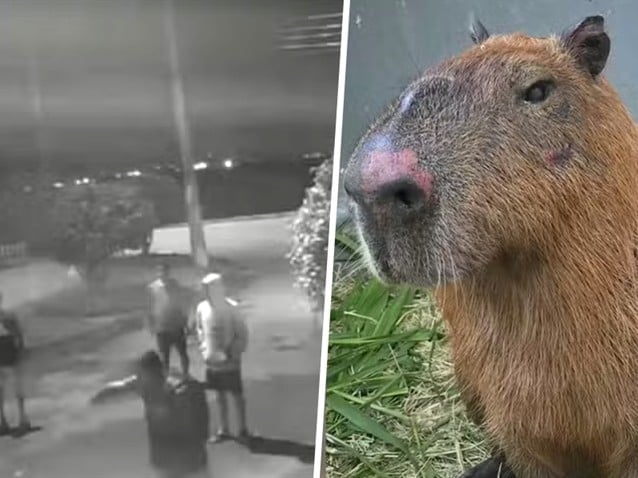 (Imagem: Reprodução/Secretaria Municipal de Proteção e Defesa dos Animais) (Imagem: Reprodução/Secretaria Municipal de Proteção e Defesa dos Animais)