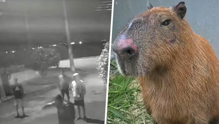  (Imagem: Reprodução/Secretaria Municipal de Proteção e Defesa dos Animais)