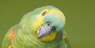 (img)