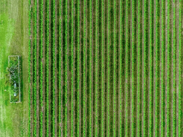 (img)