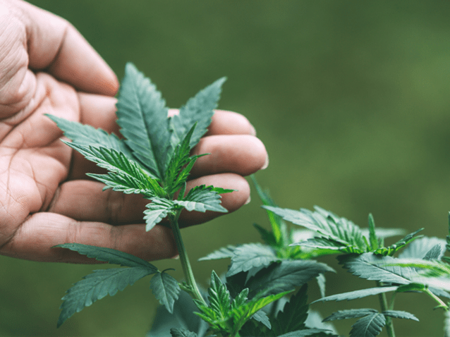 STJ: Ministro diminui pena de homem preso com 23 toneladas de drogas