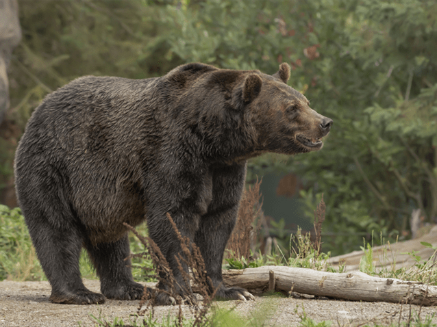 (img)