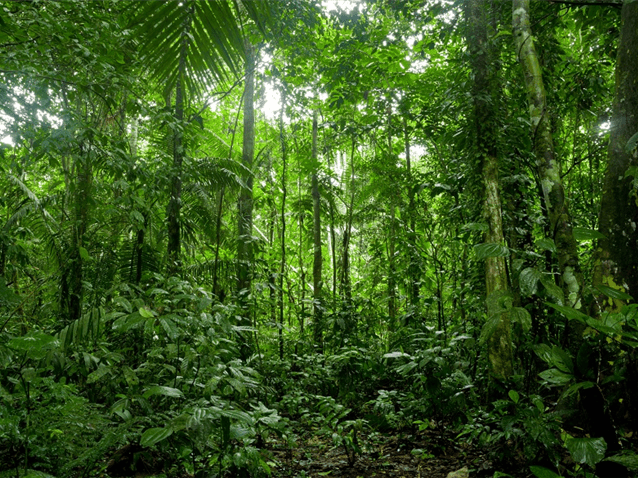 Floresta Amazônica (Imagem: Reprodução CPI)