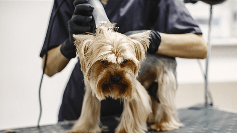 Pet shop indenizará tutora por lesões em cachorro durante banho e tosa