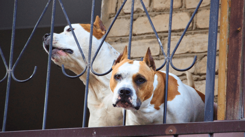 Pedreiro que teve fratura exposta por mordida de pitbull será indenizado