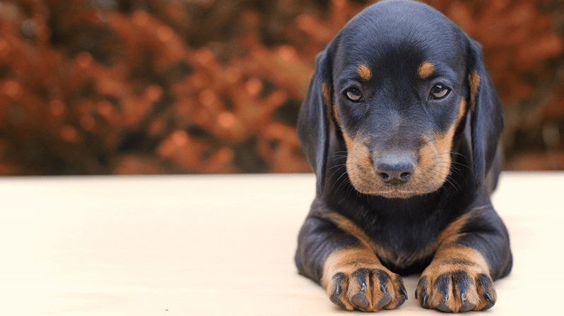 Canil é condenado após venda de filhote que morreu por parvovirose