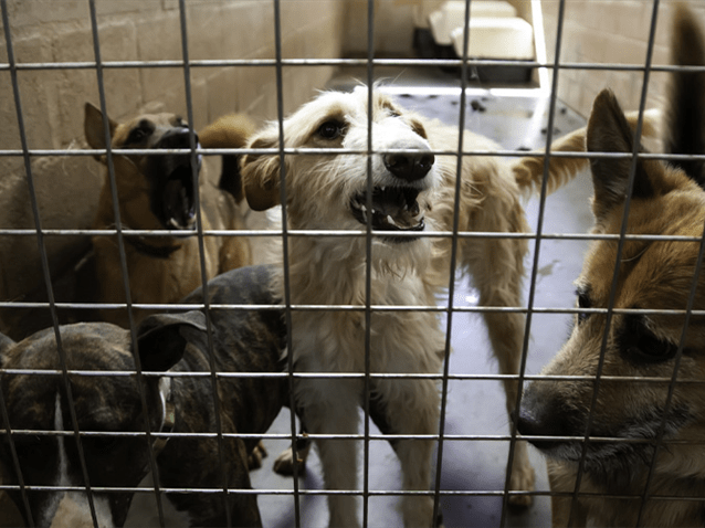 (img)