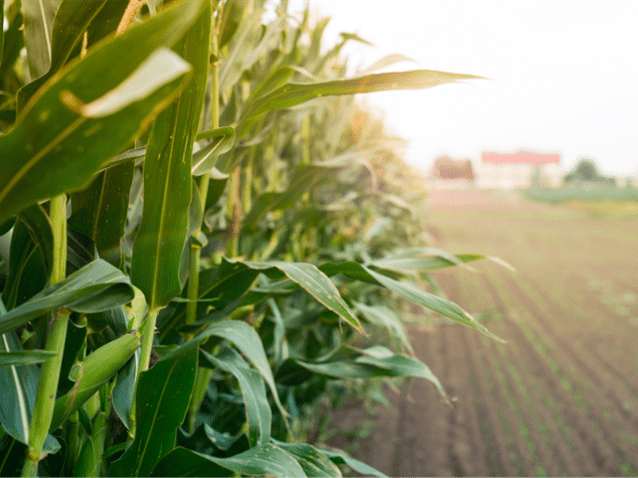 Seguradora deve indenizar agricultor após estiagem afetar lavoura