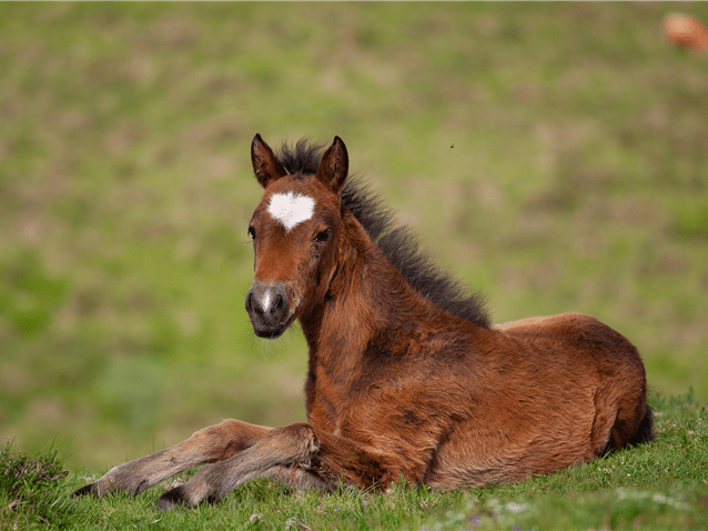 Registro no INPI prevalece sobre uso anterior de marca, decide TJ/SP
