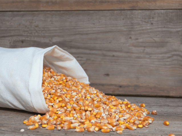 TJ/GO anula arresto de milho determinado durante recuperação judicial