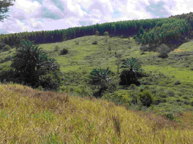  (Imagem: Reprodução/Carbon2Nature)