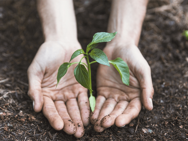 Machado Meyer assessora Nestlé em compra de créditos de carbono