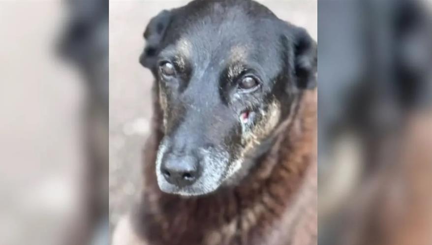  (Imagem: Reprodução)