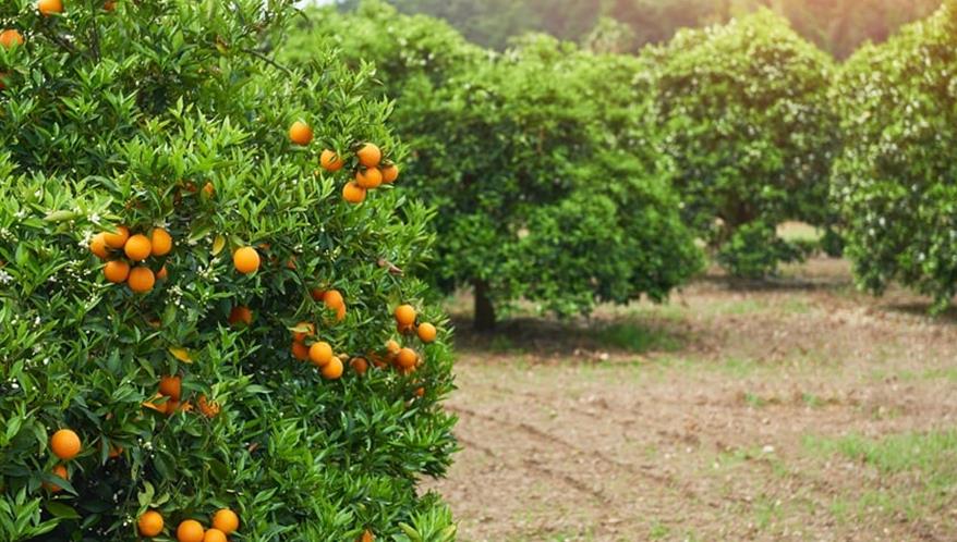 Citrosuco vende participação minoritária para o PSP Investments (Imagem: Freepik)