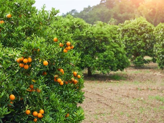 Citrosuco vende participação minoritária para o PSP Investments (Imagem: Freepik)