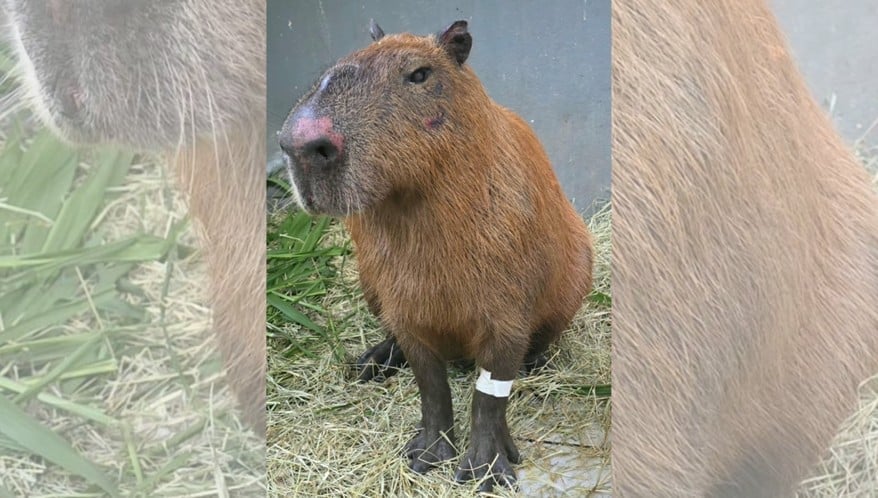  (Imagem: Reprodução/CRAS)