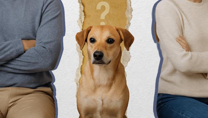  (Imagem: Artes Migalhas)