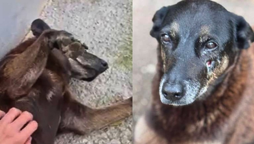  (Imagem: Reprodução/Redes sociais)