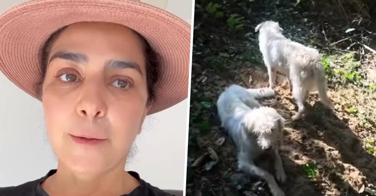 Justiça restitui cão a Letícia Sabatella após adoção irregular
