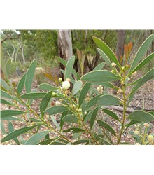 Acacia