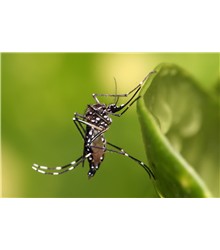Aedes aegypti